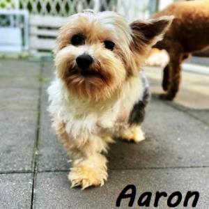 Aaron_36