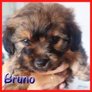 Bruno_30