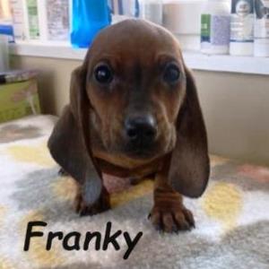 Franky