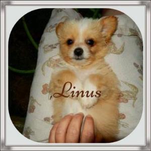 linus_10