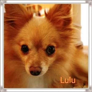 Lulu_60