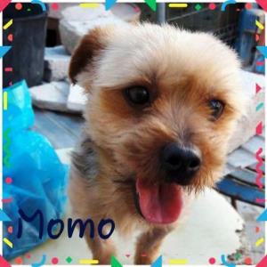 Momo_84
