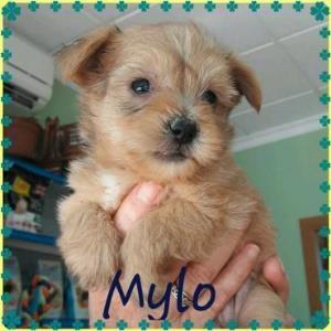 Mylo