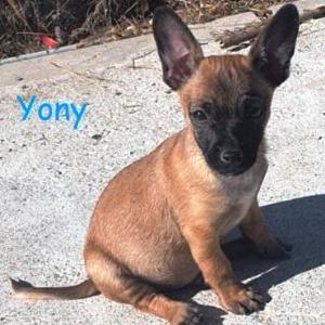 Yony